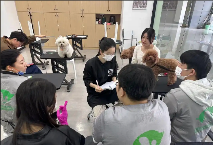 烟台市宠物美容培训宠物美容培训学校 - 价格